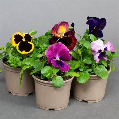 Pansy