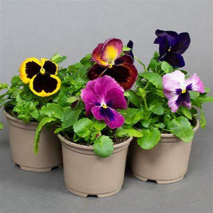 Pansy