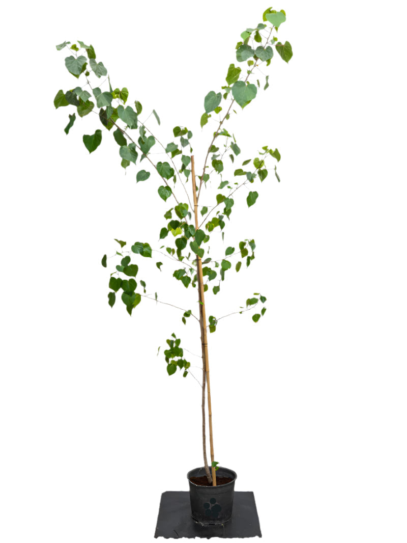 Hibiscus Tiliaceus (Sea Hibiscus)