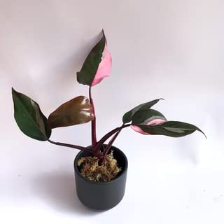 Pink Princess Philodendron