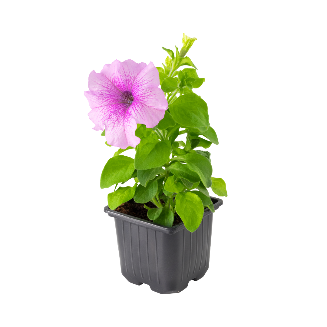 Petunia Mix
