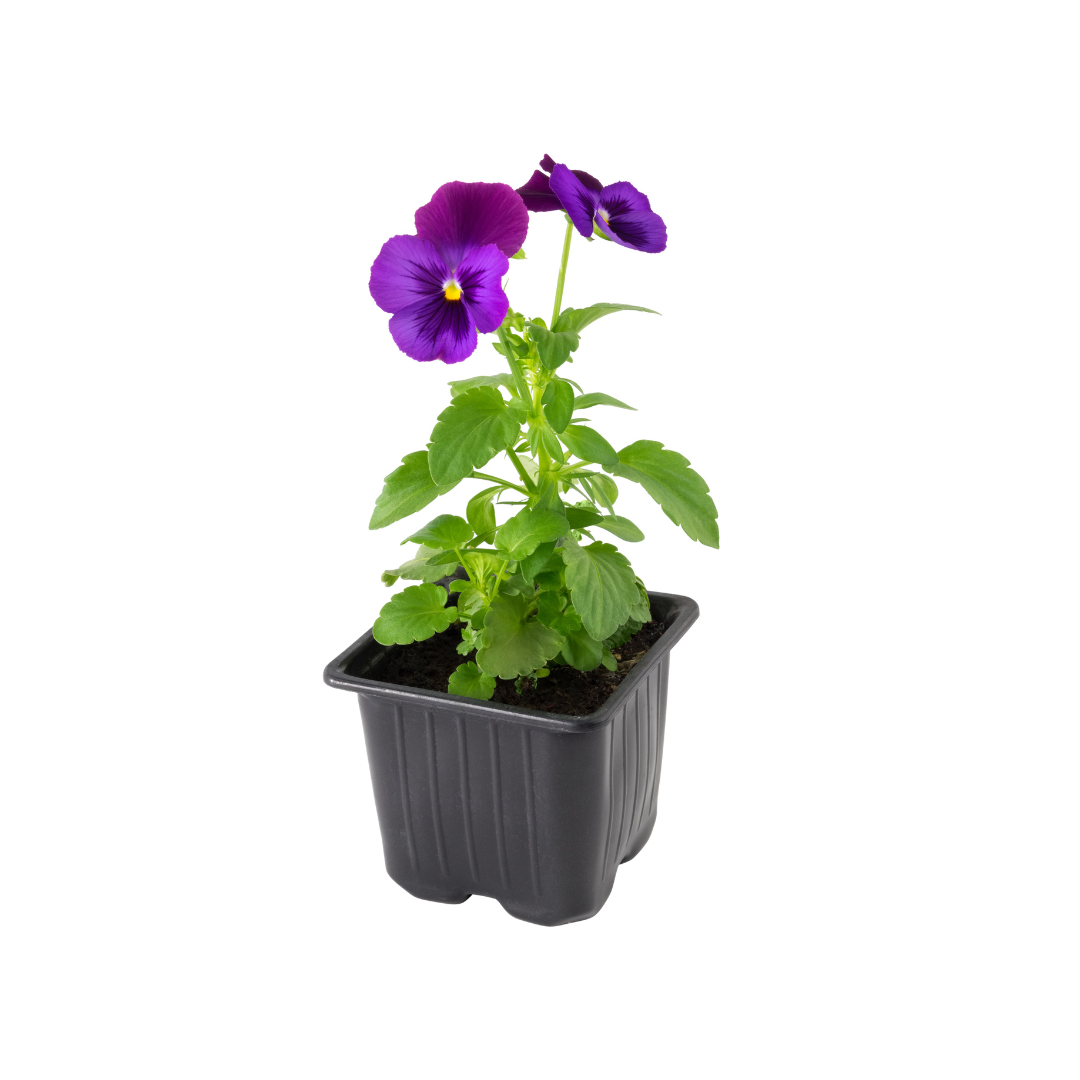 Petunia Mix