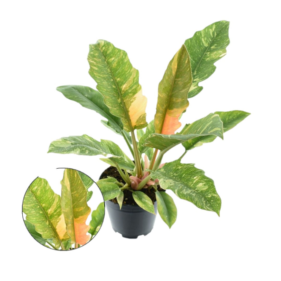 Philodendron / Ring of Fire / Narrow Ring of Fire