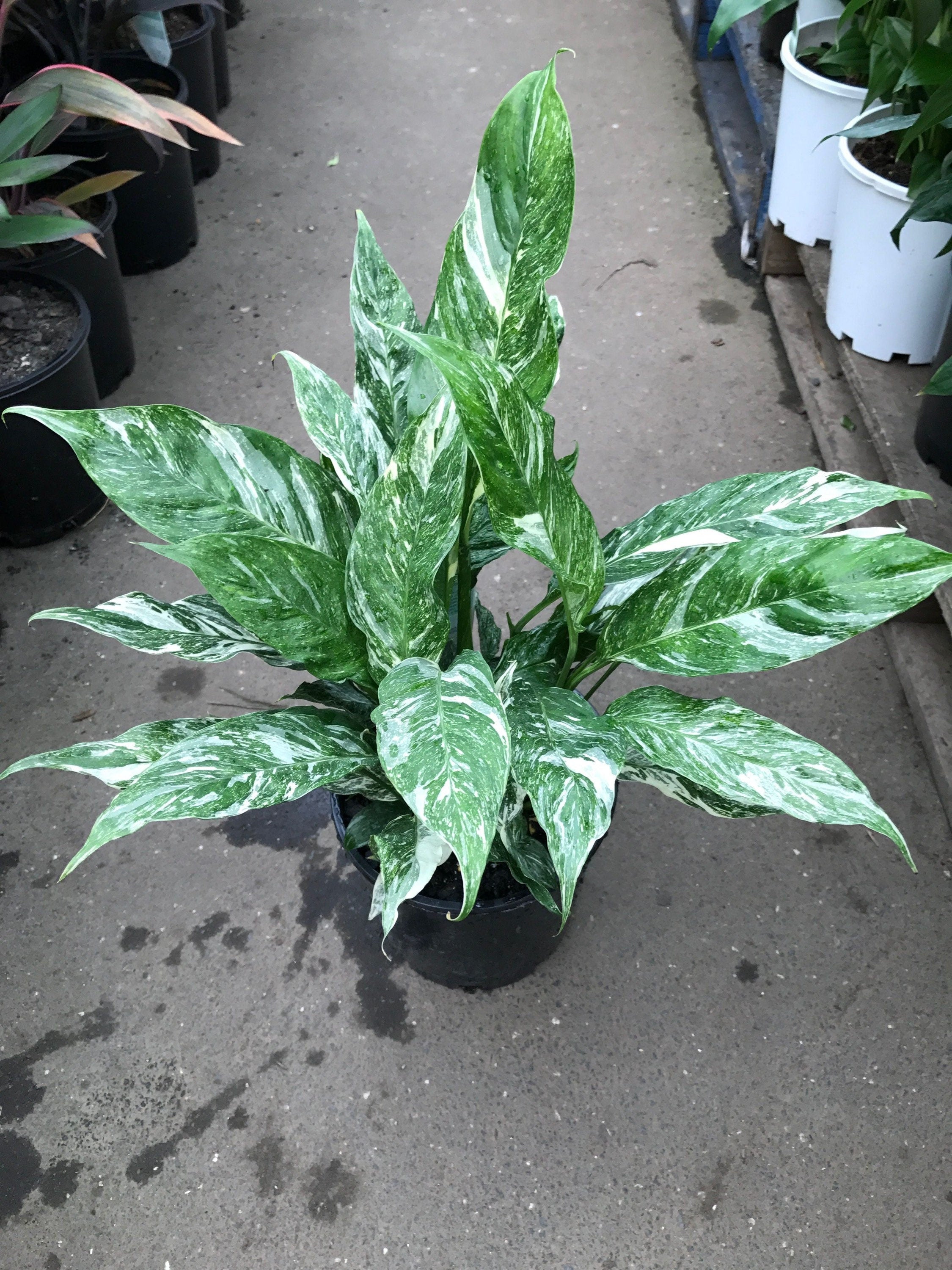 Variegated Peace lilly