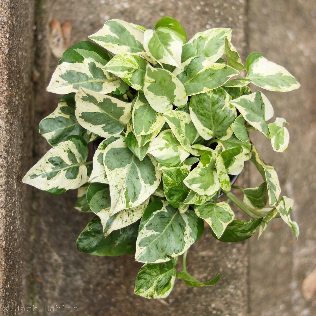 Jade Pothos