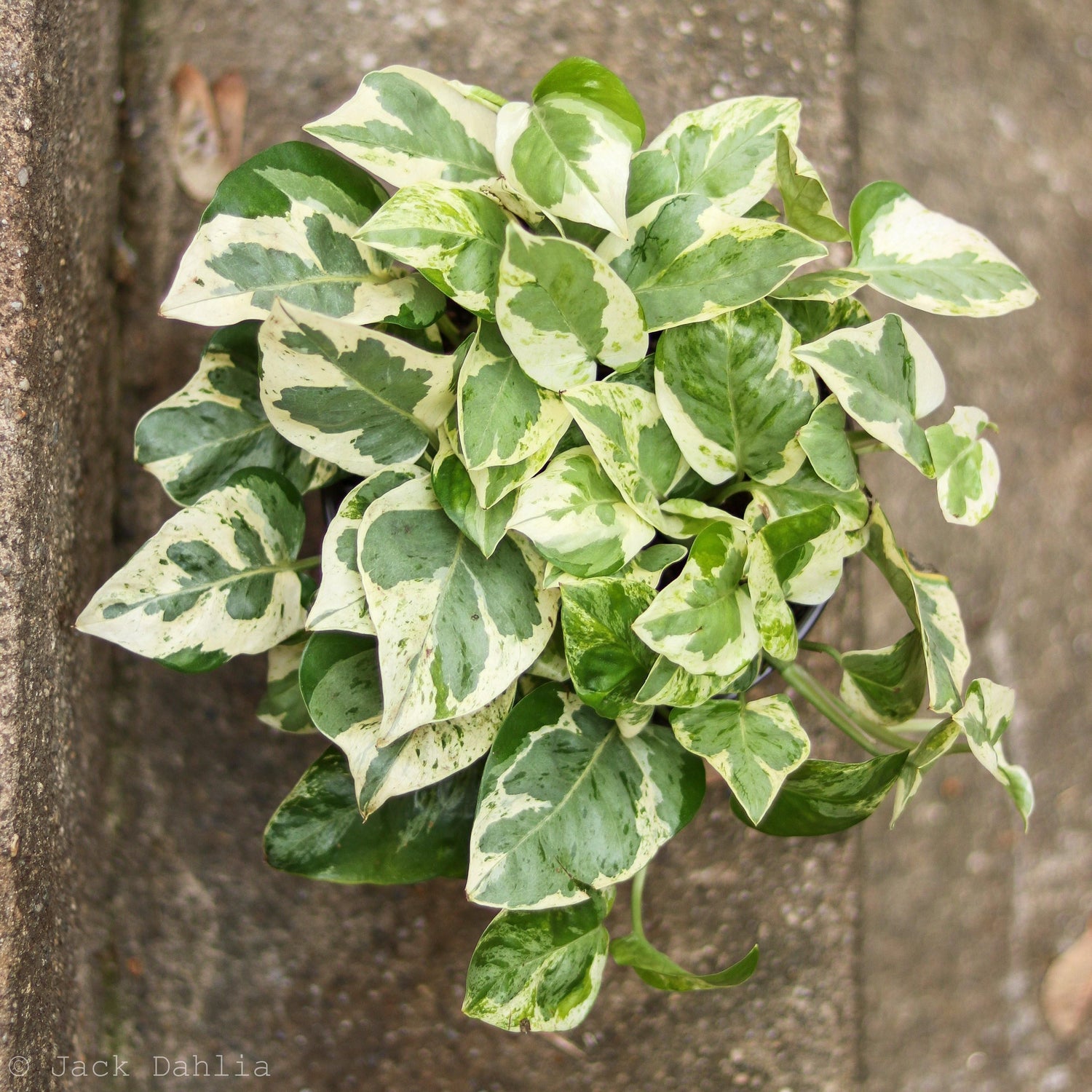 Jade Pothos