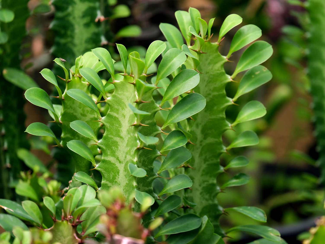 Euphorbia