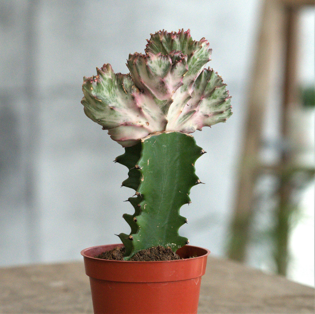 Coral Cactus