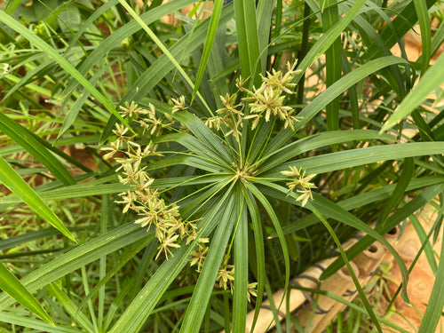 Cyperus Plant