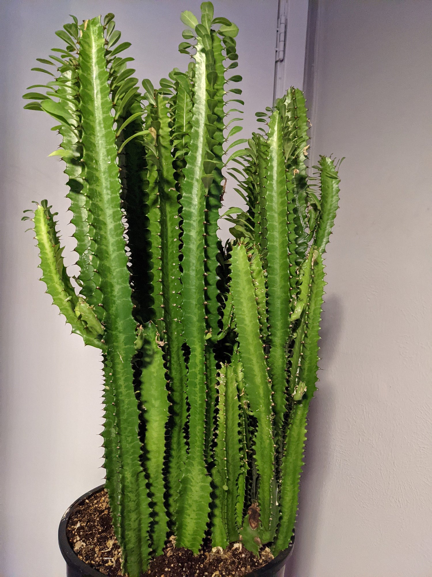 African milk Tree /Euphorbia Trigona