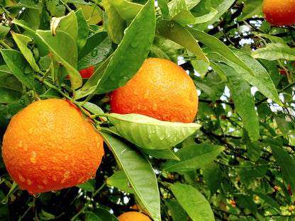 Orange Tree / Citrus orange