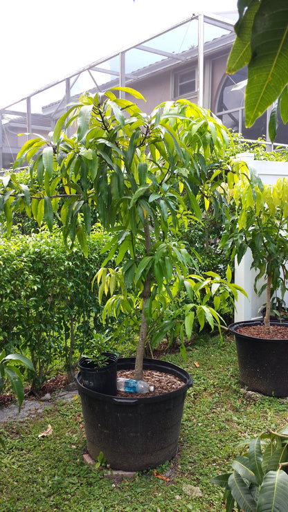 Mango (Mangifera indica)