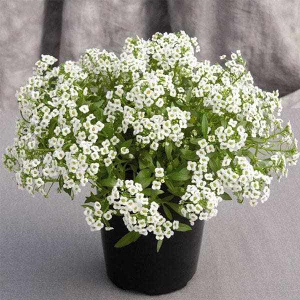 Alyssum