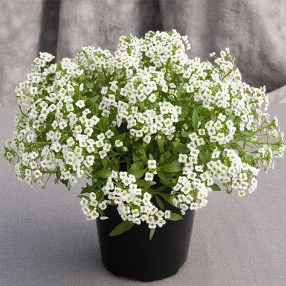 Alyssum