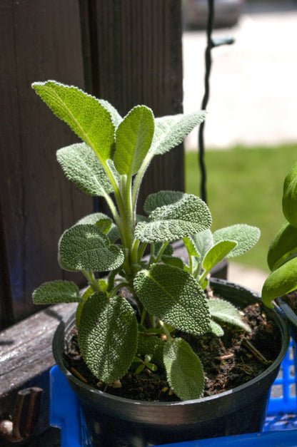 Sage(Salvia officinalis)