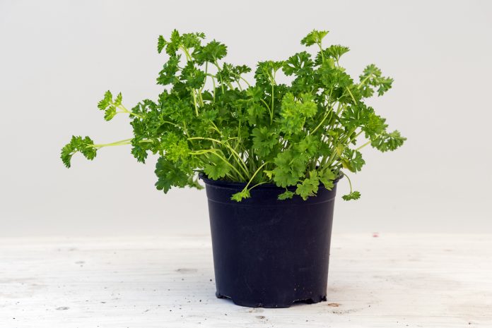 Parsley / Petroselinum crispum