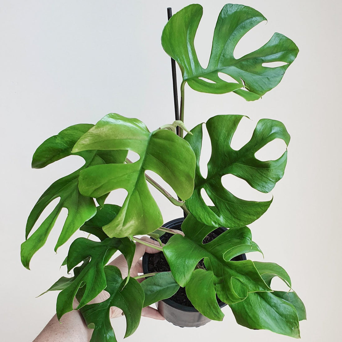 Monkey Monstera (Monstera Adansonii)
