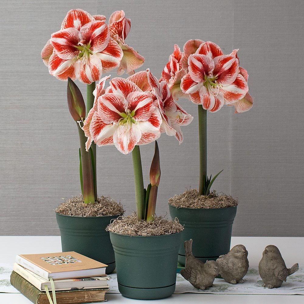 Amaryllis Flowers