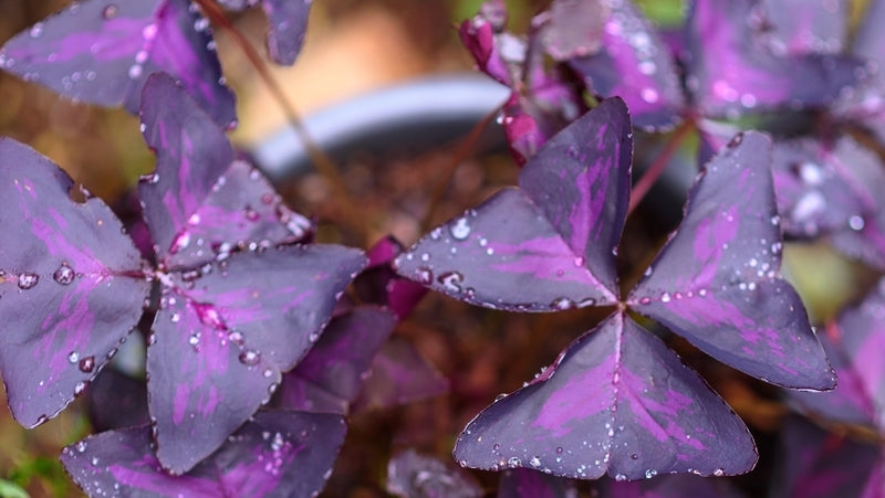 Purple Sharmrock / Oxalis Triangularis
