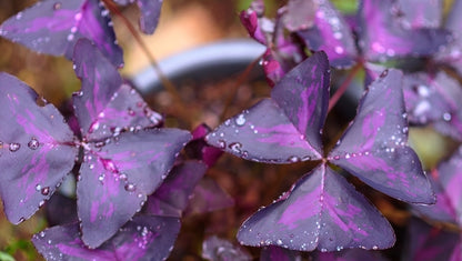 Purple Sharmrock / Oxalis Triangularis