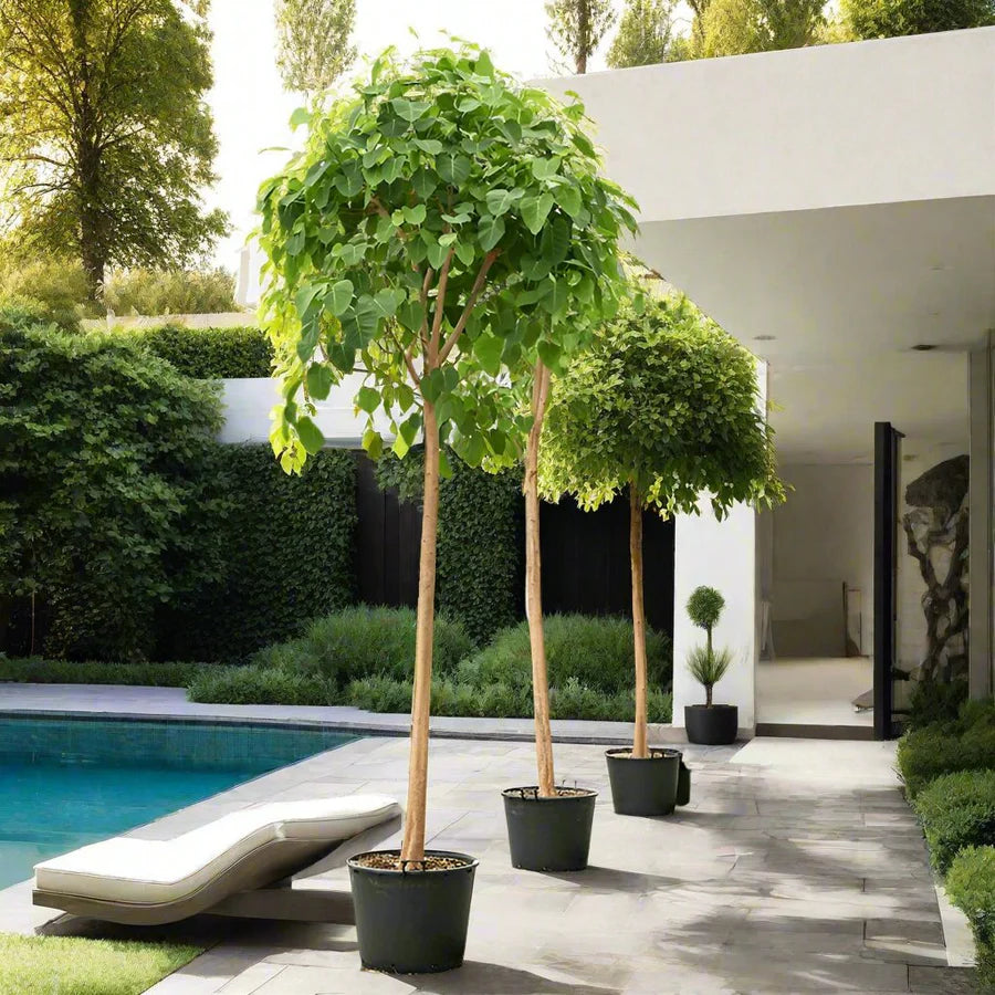 Sacred Fig (Ficus Religiosa)