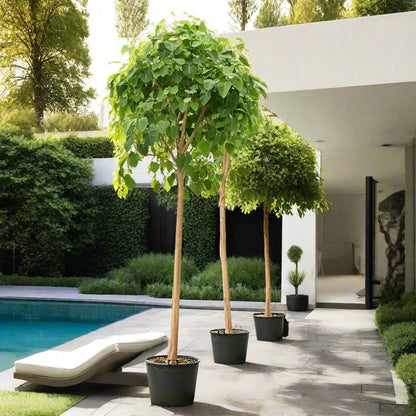 Sacred Fig (Ficus Religiosa)