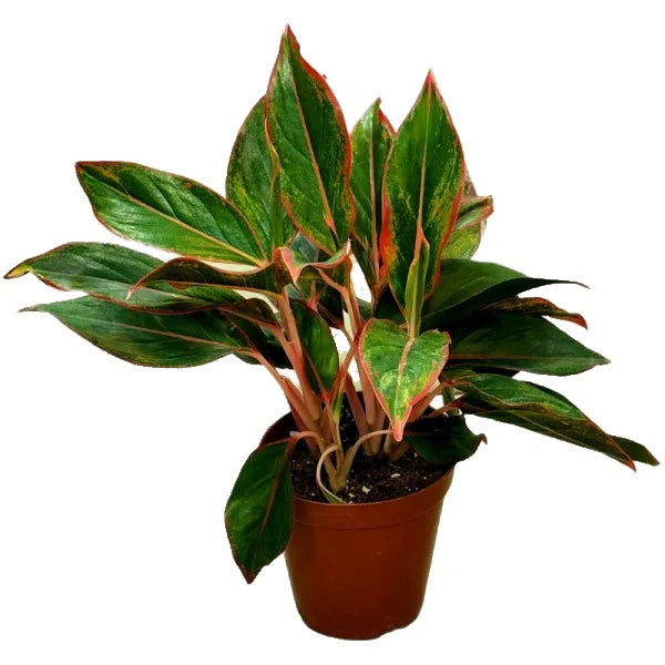 Aglaonema / King of Siam