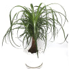 Ponytail Dwarf Palm