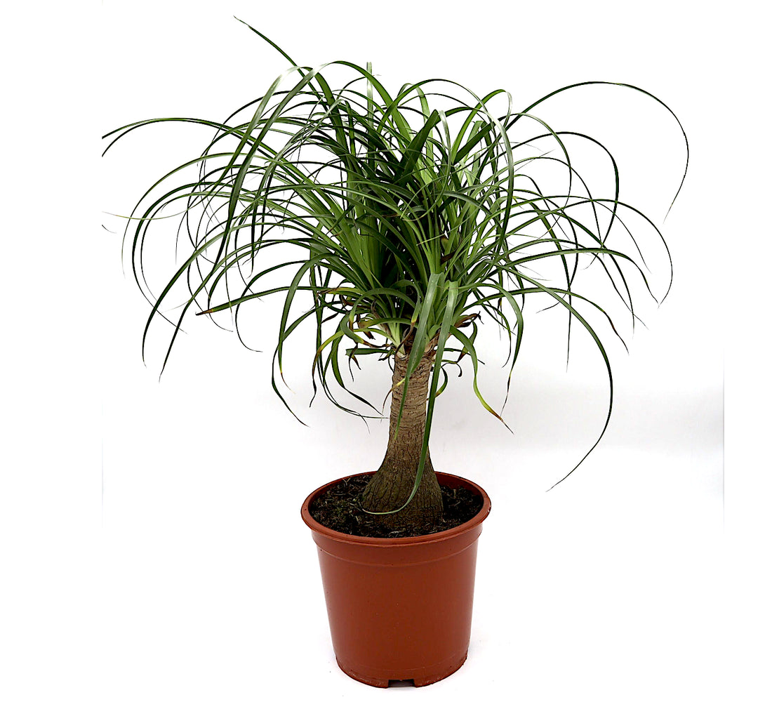 Ponytail Dwarf Palm