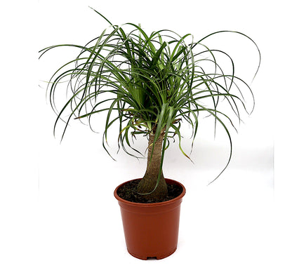 Ponytail Dwarf Palm