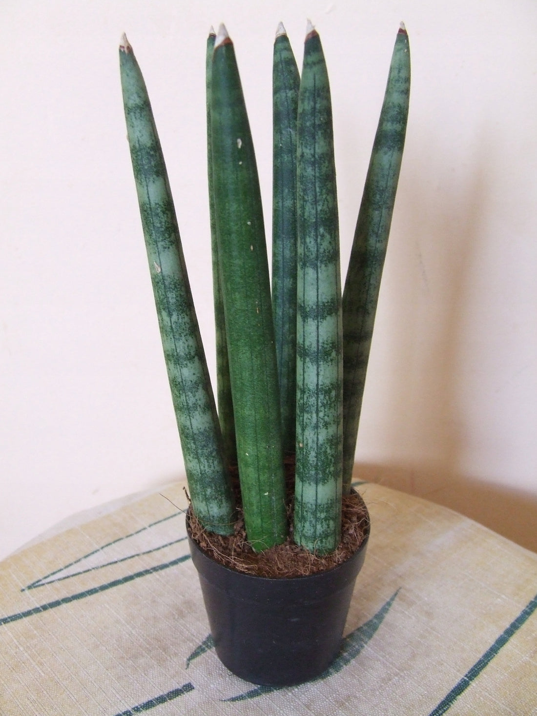 Sansevieria Cylindrica