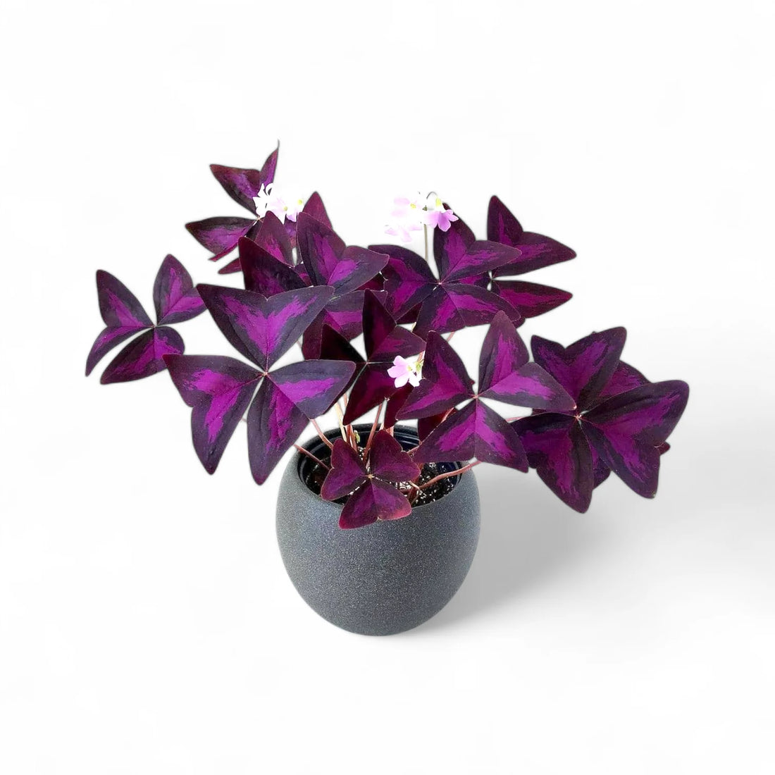 Purple Sharmrock / Oxalis Triangularis