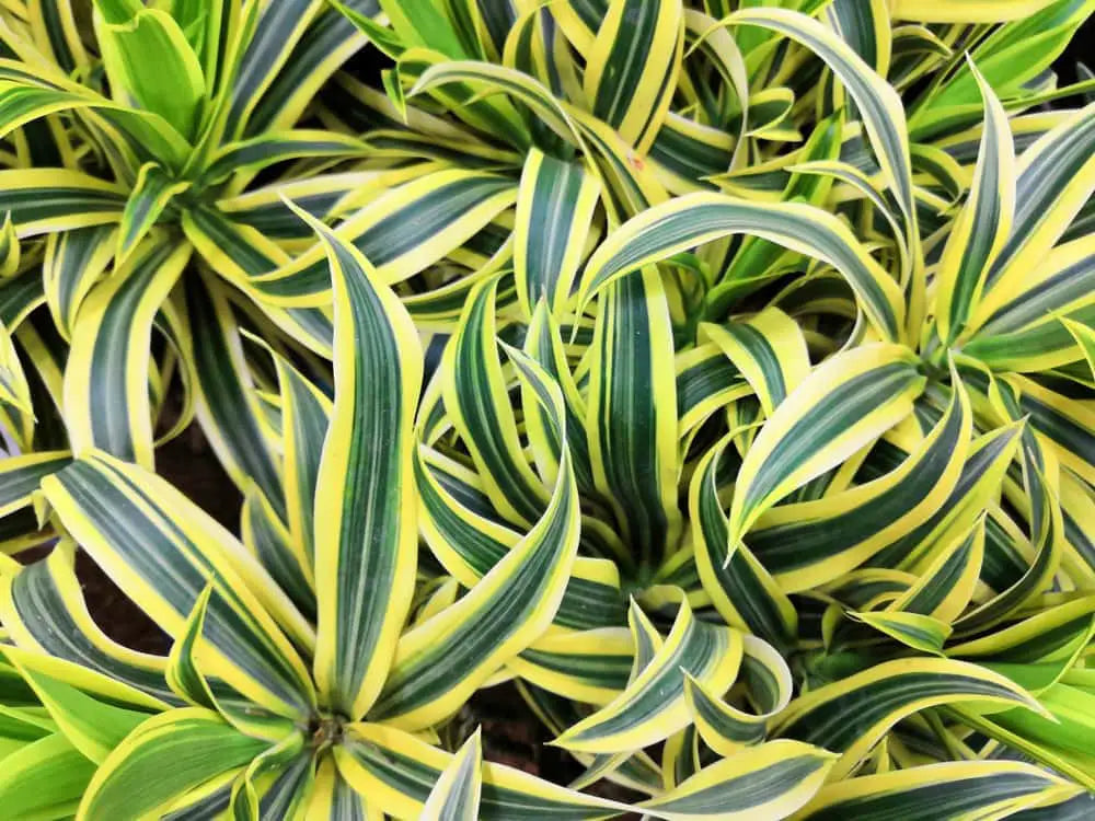 Song Of India (Dracaena reflex)(Song of Jamaica)