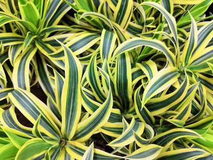 Song Of India (Dracaena reflex)(Song of Jamaica)