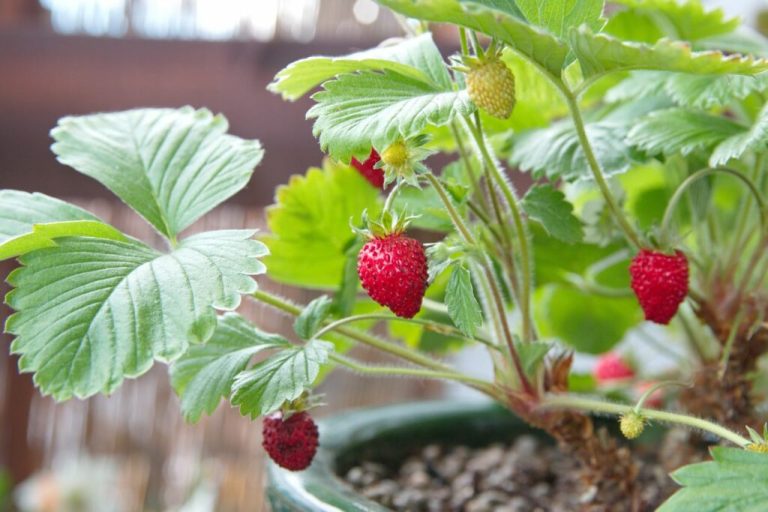 Strawberry / Fragaria ananassa Duchesne