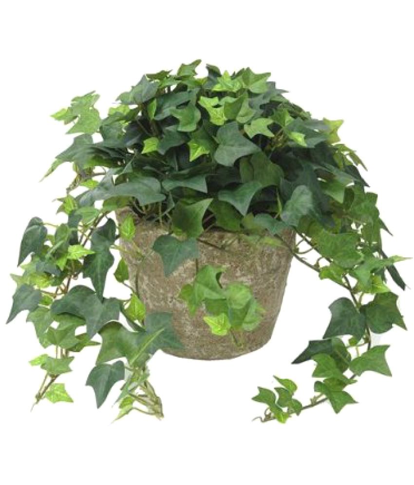 English Ivy