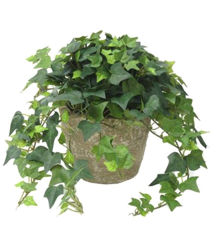 English Ivy