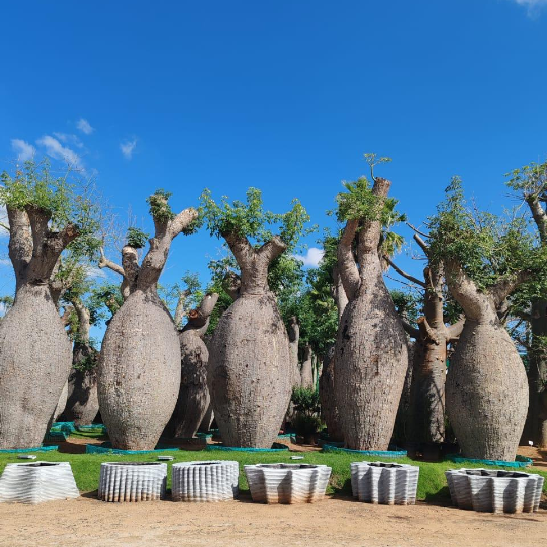 Chorisia Insignis