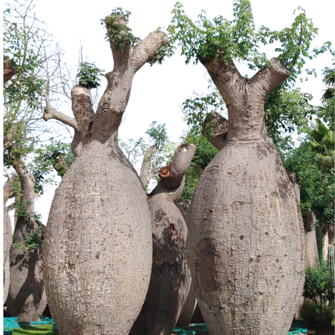 Chorisia Insignis