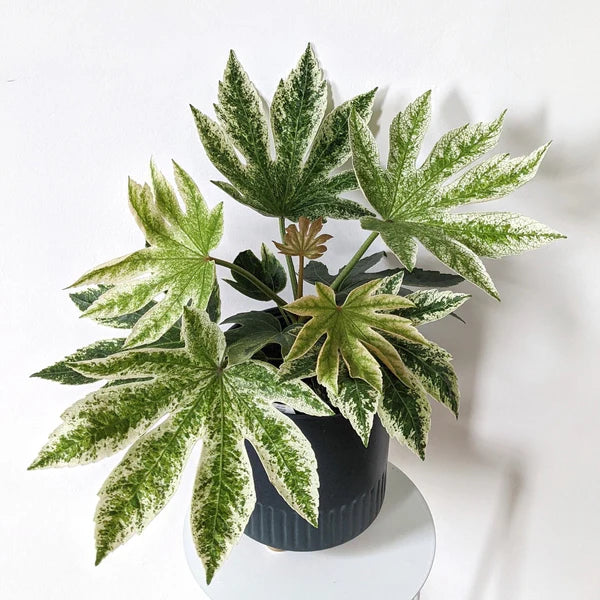 Fatsia Japonica Variegated / Japanese Aralia