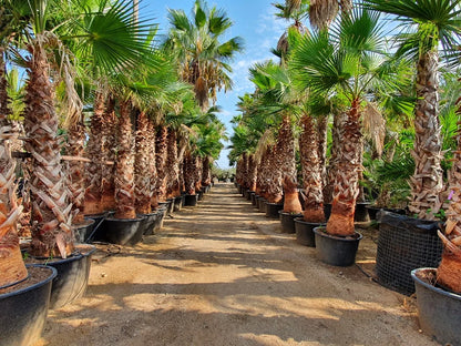 Washingtonia Robusta( Mexican Fan Palm) Tree