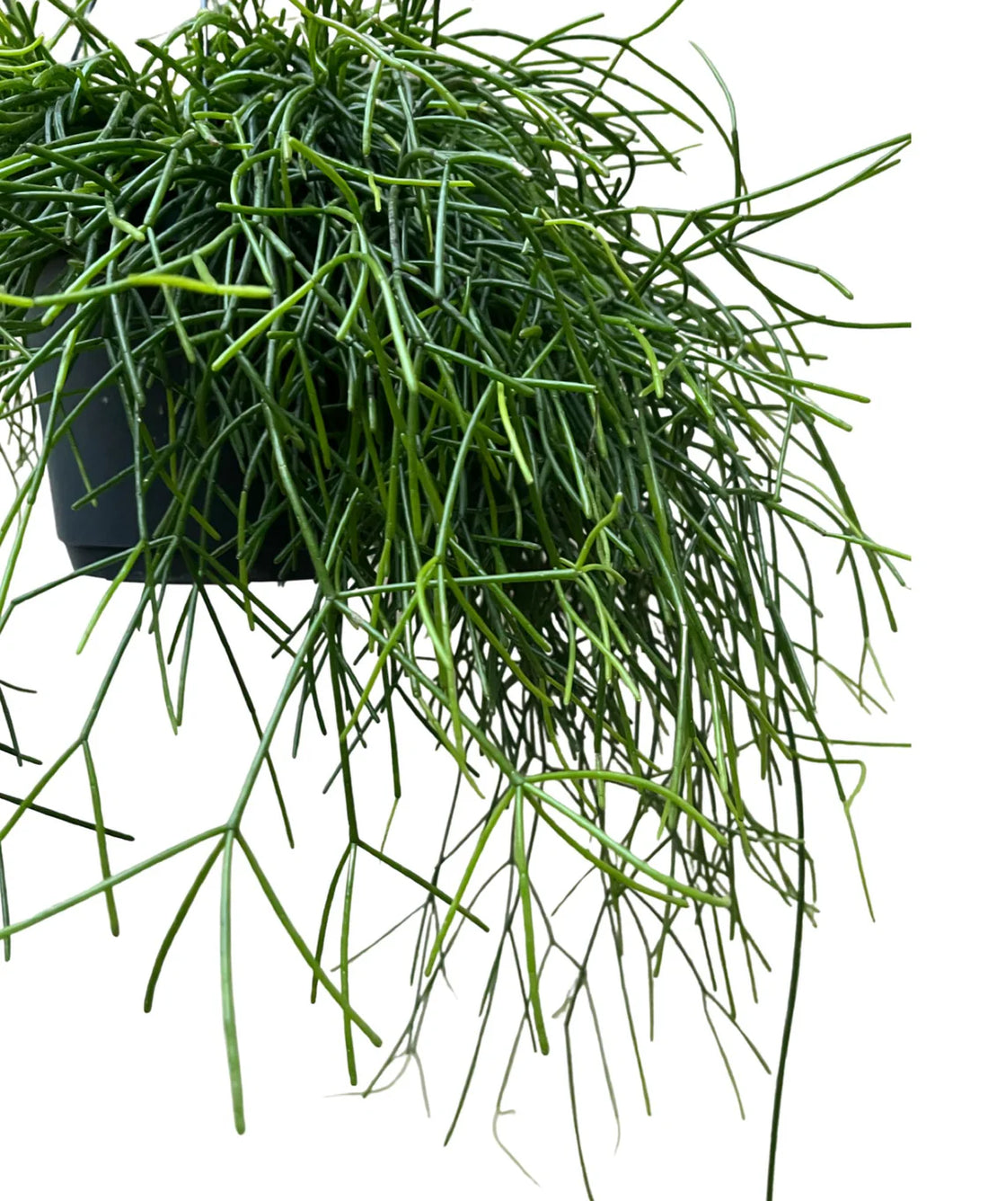 Rhipsalis Cactus/Mistletoe Cactus