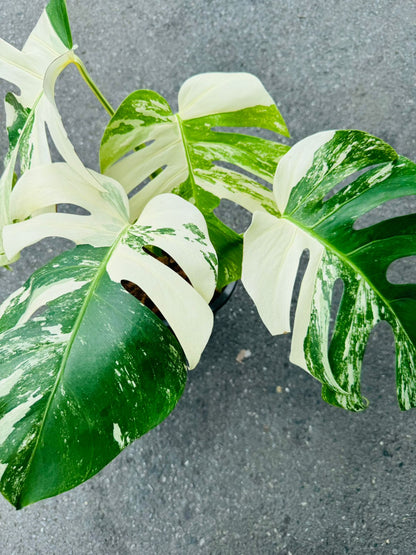 Monstera White Albo / Heavy Variegated / Swiss Cheese Plant