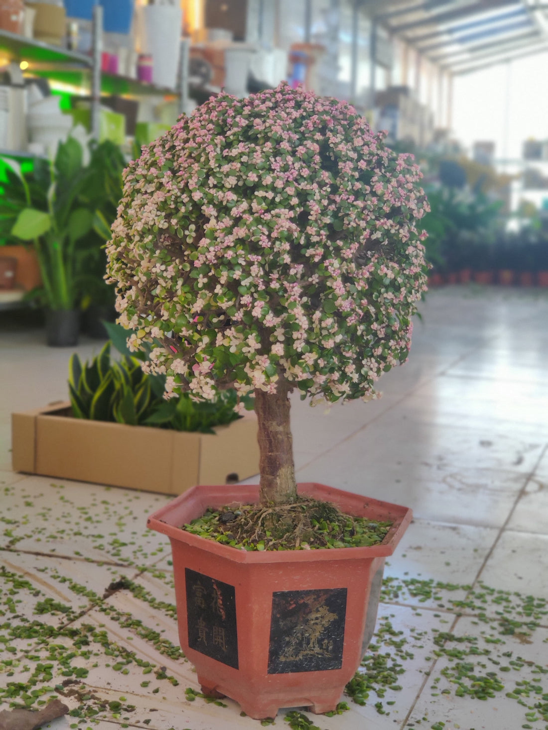 Portulaca Afra bonsai