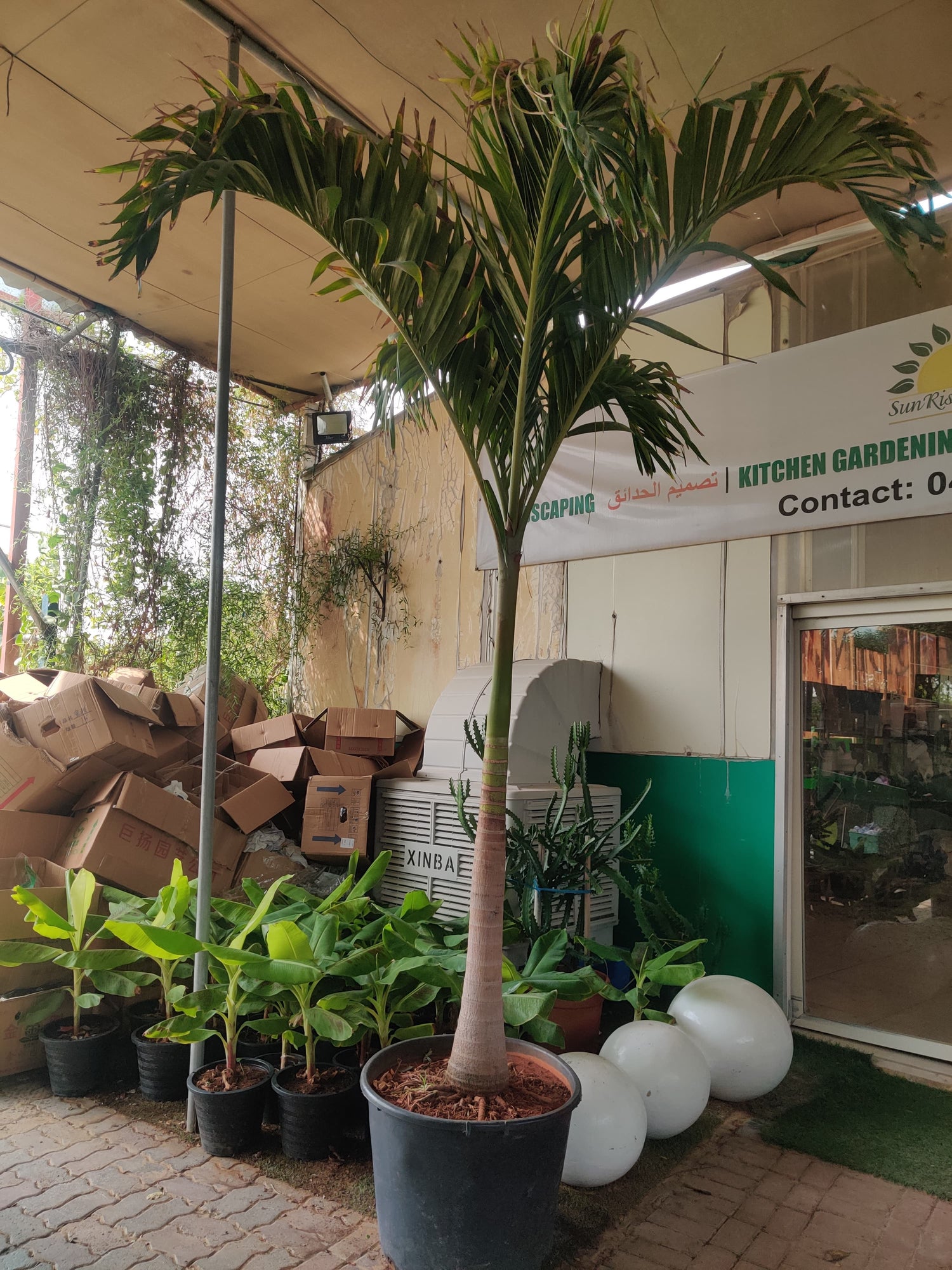 Veitchia merrillii “Manila Palm