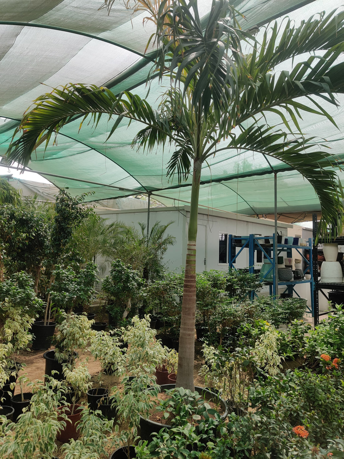 Veitchia merrillii “Manila Palm