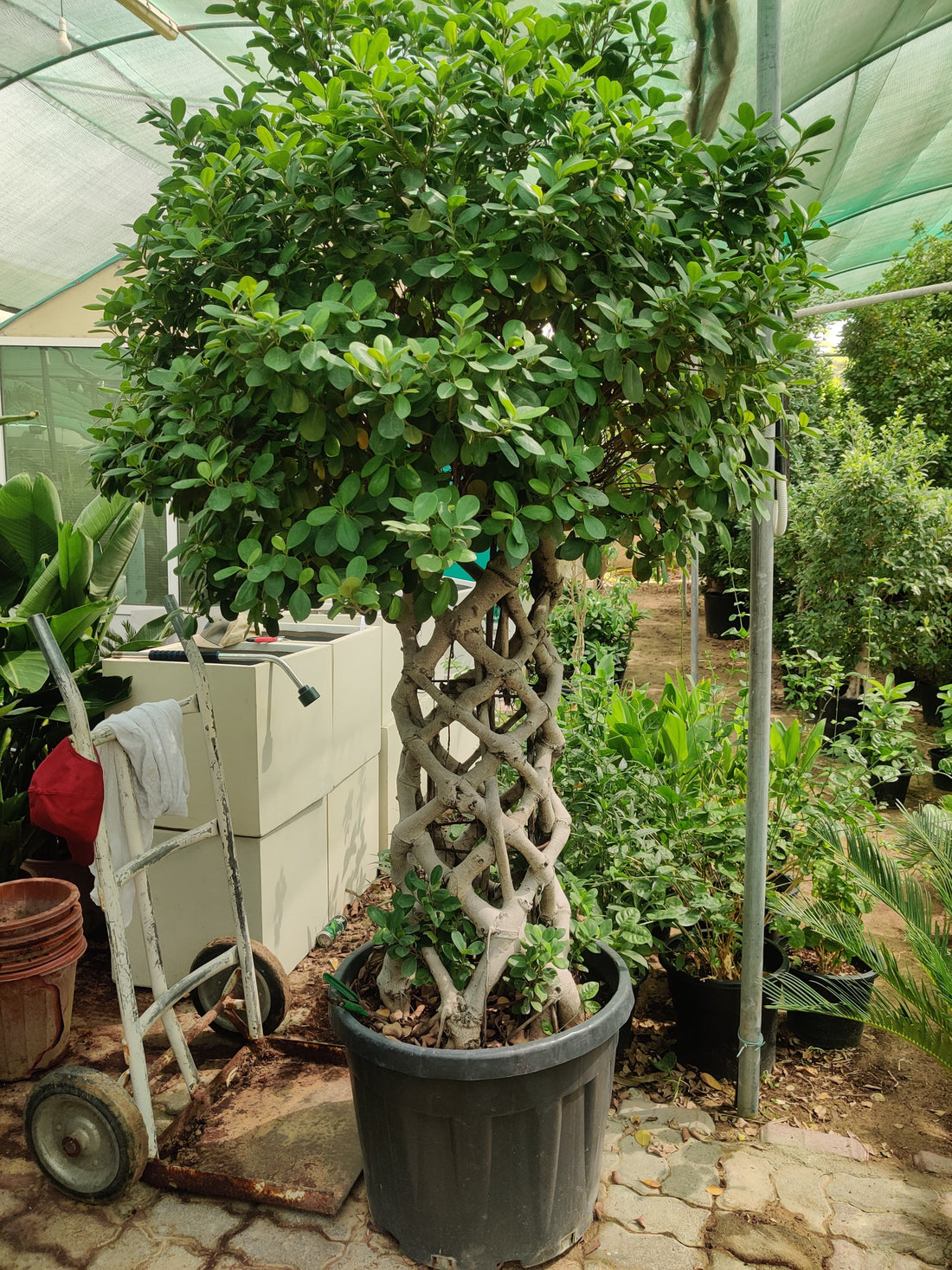 Ficus Panda cage
