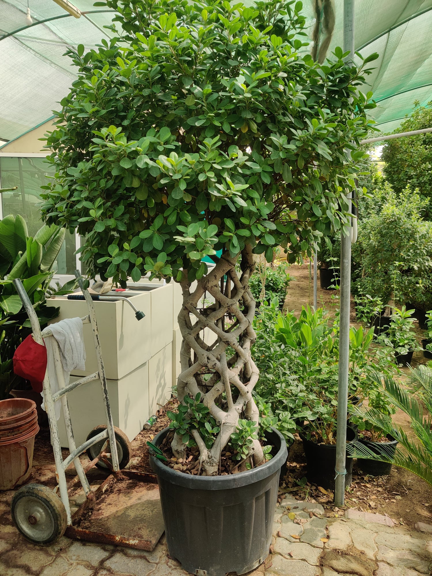 Ficus Panda cage