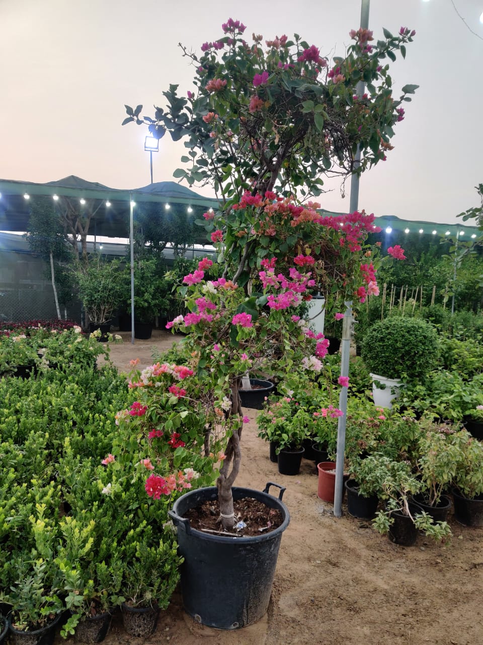 Bougainvillea Multi Head