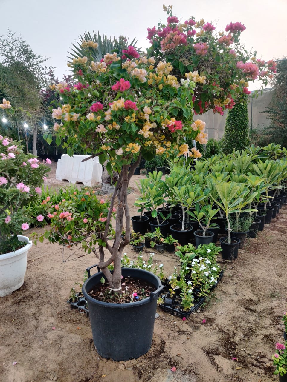 Bougainvillea Multi Head